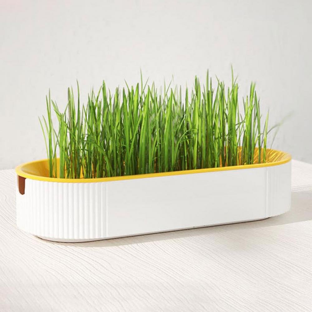 S32eea02541524e97ad1e4bf61235c7d39 Catgrass Germinador Ovalado