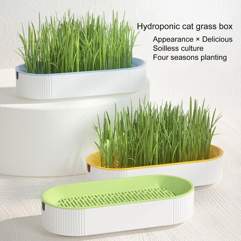 S5d89530c0c544c478c3bb54092888e08x Catgrass Germinador Ovalado