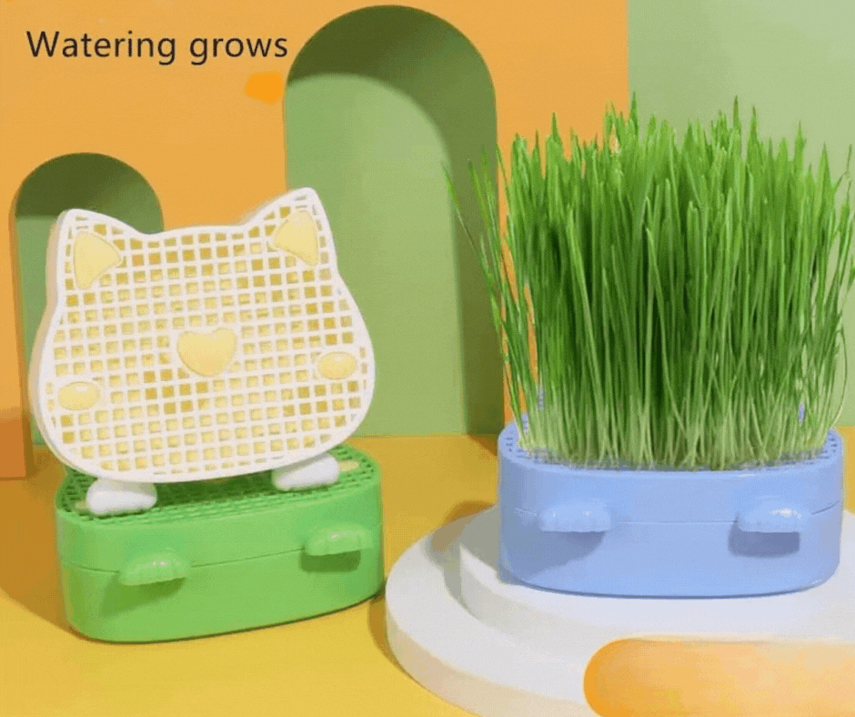 Cat Grass Germinador De Hierba Gatera