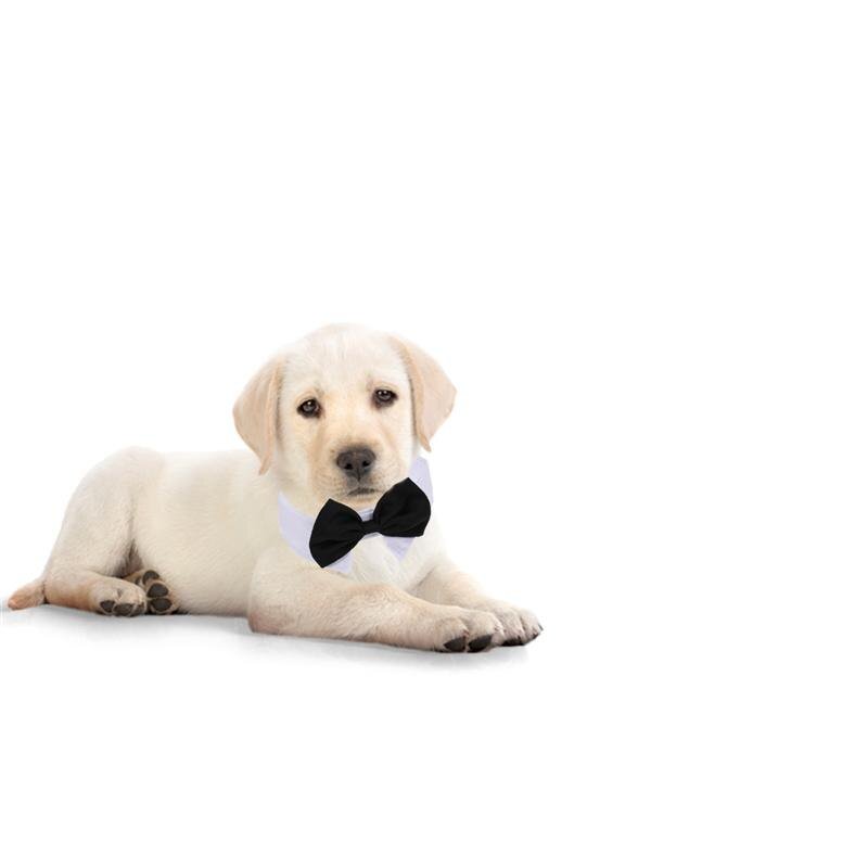 H56c1ed393bc846e78b23ed8b83db917ci Michi Negro Con Cuello Para Mascotas