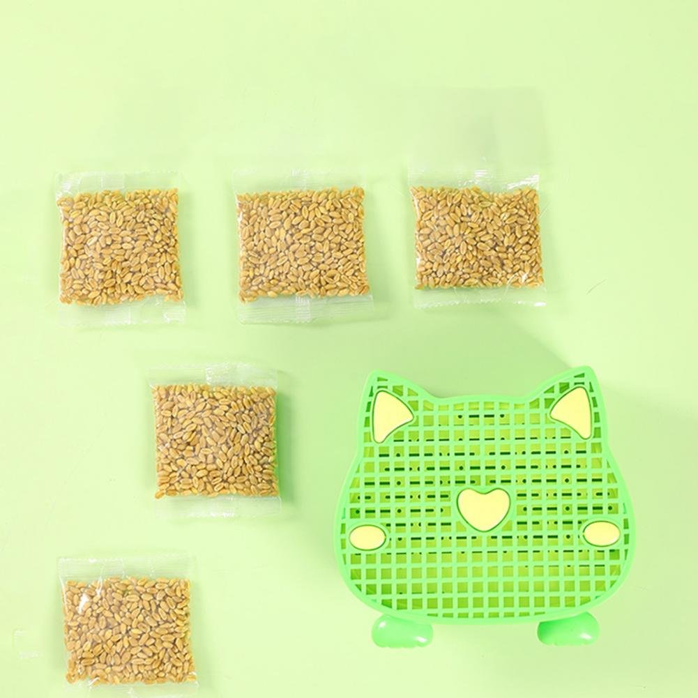 Cat Grass Germinador De Hierba Gatera