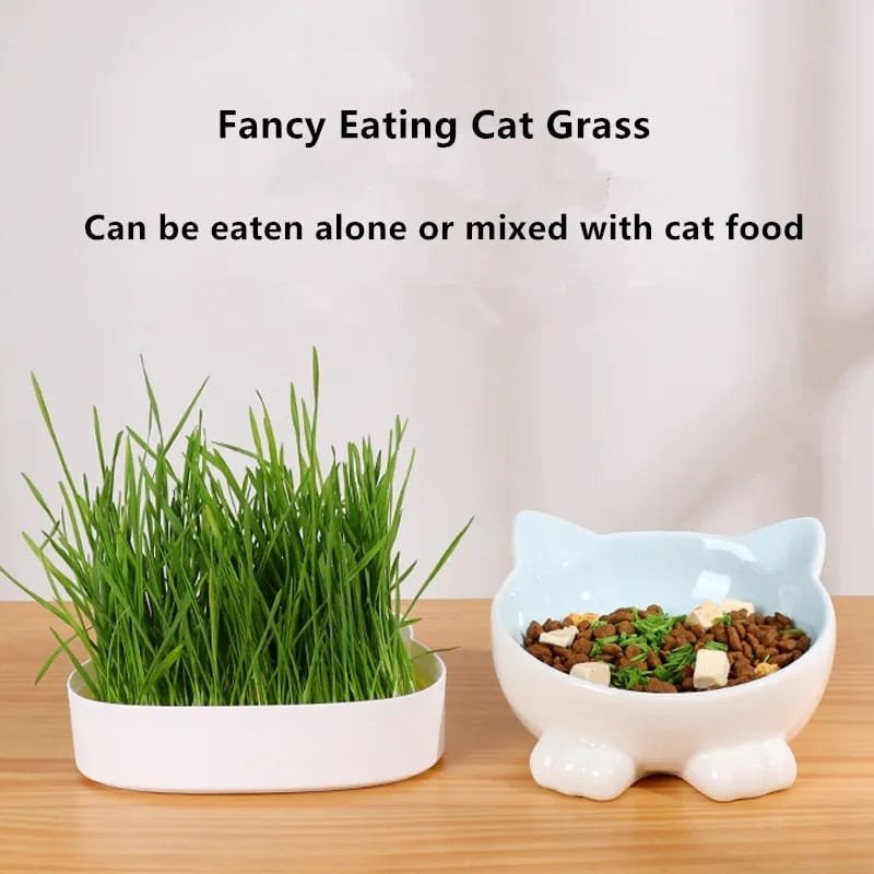 Cat Grass Germinador De Hierba Gatera
