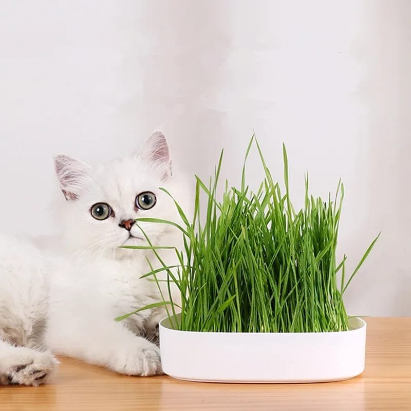 Cat Grass Germinador De Hierba Gatera