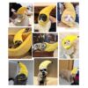 Gorros para Macotas