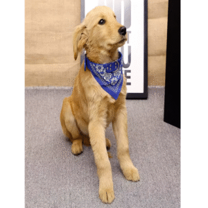 Collar con Bandana XL para Perros