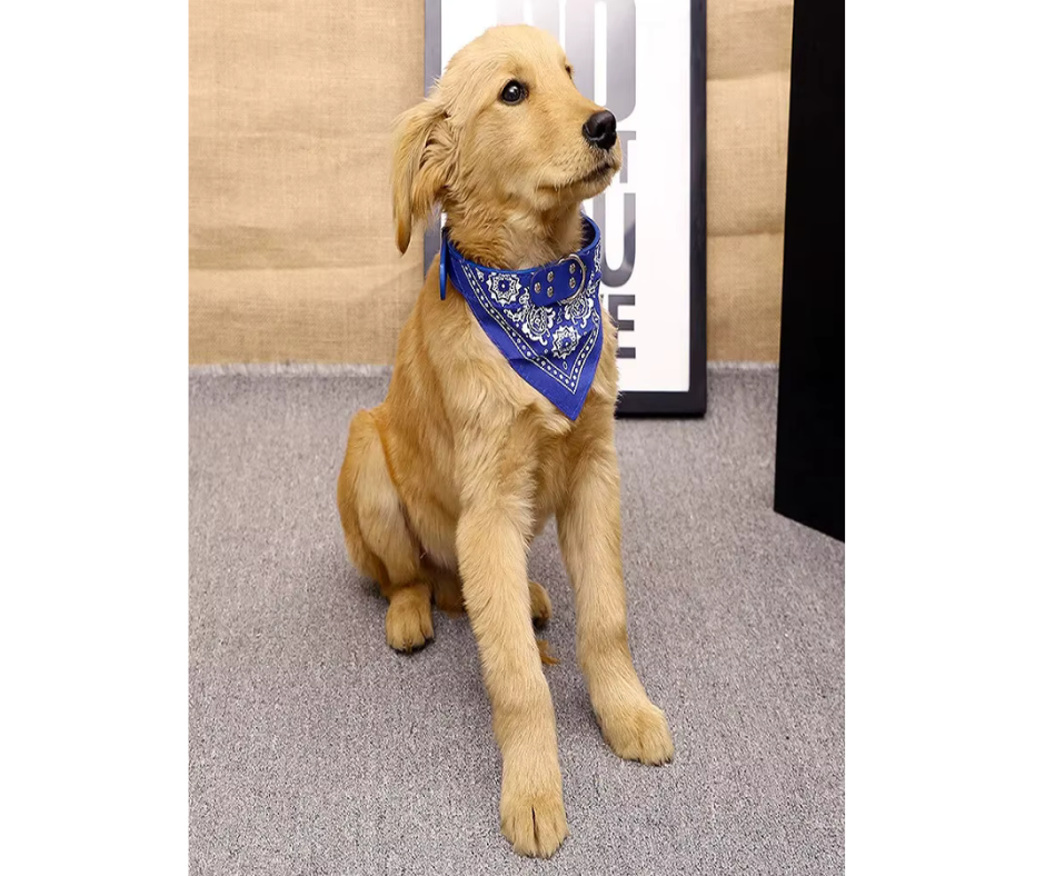 Collar con Bandana XL para Perros