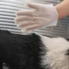 Guante de Aseo Para Mascotas 24 Unidades